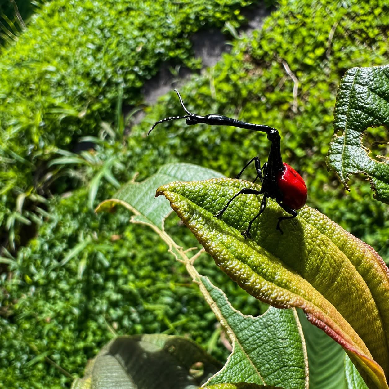 Wildlife